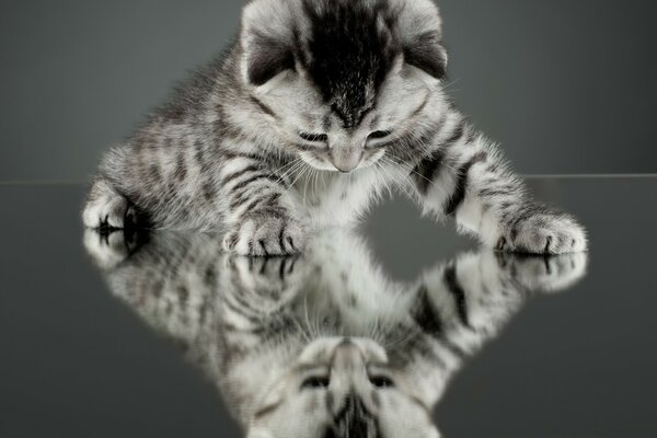 On a gray background, a kitten and its reflection