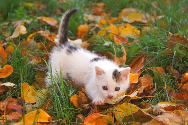 Hermoso gatito jugando en la hierba