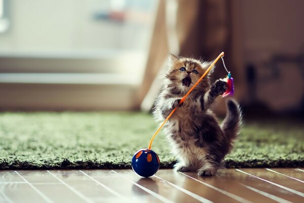 Gatinho pequeno bonito com brinquedo