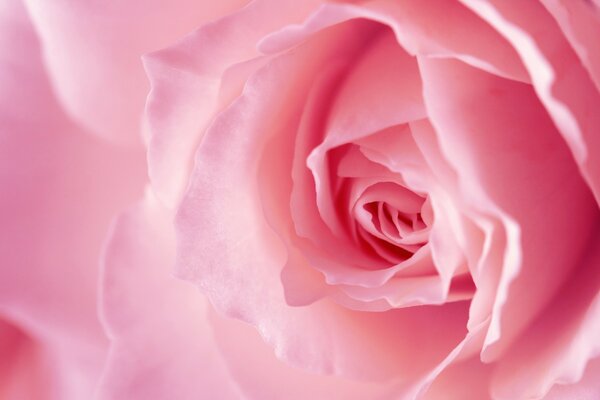 Rose tendre en rose