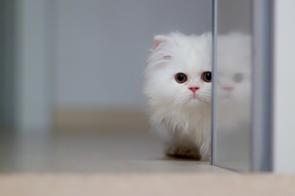 Hermoso pequeño gatito blanco