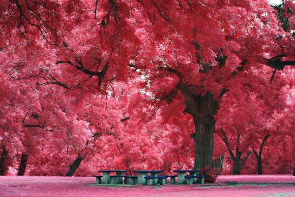 Extraordinario parque con flores de cerezo