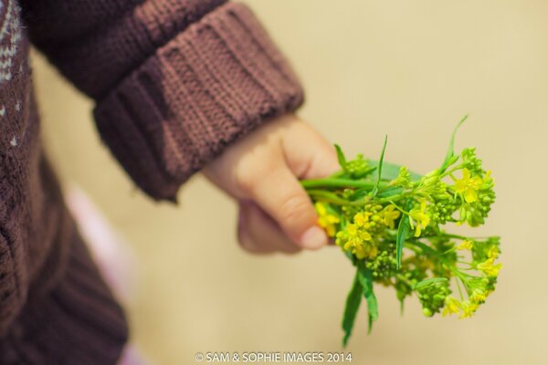 Fiori selvatici nelle mani di un bambino