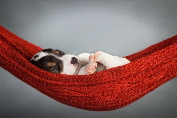 A white puppy on a red hammock