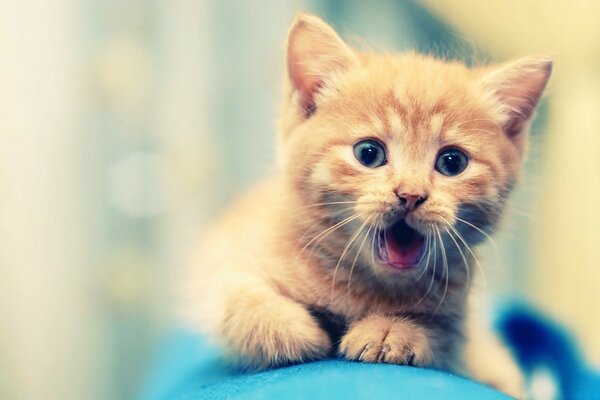 Cute yawning ginger kitten