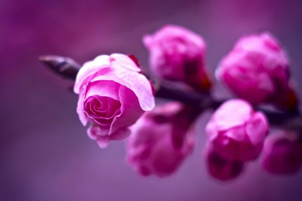 Bourgeons de fleurs roses