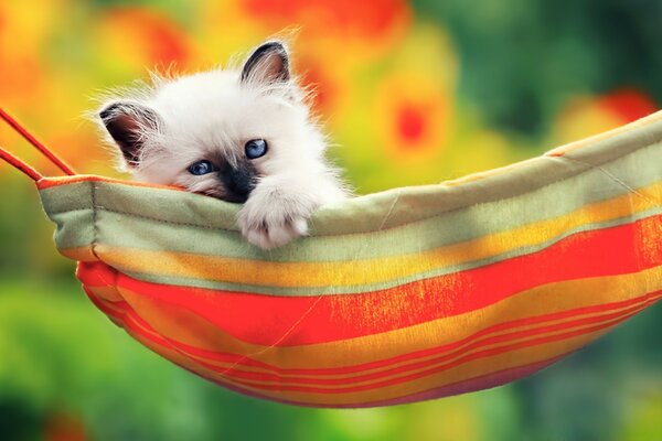 Cute animals in nature with a colorful background