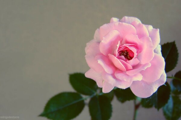 Pink rose on a gray background