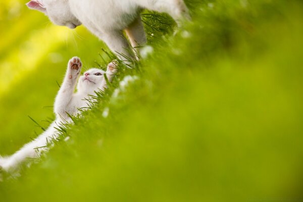 Jouer les phoques sur l herbe verte