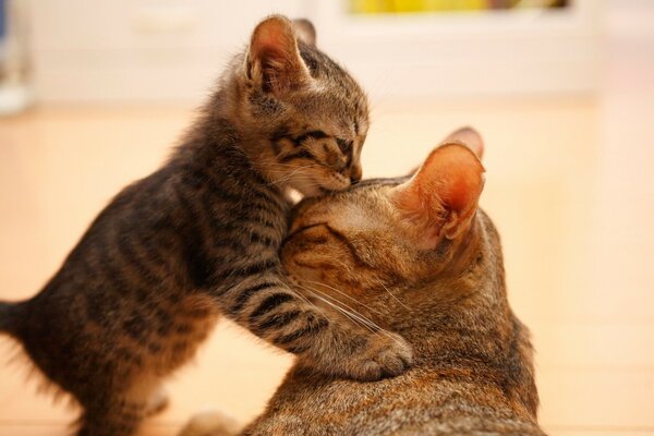 A tender moment between a cat and her kitten