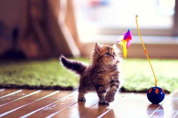 A small fluffy playful kitten