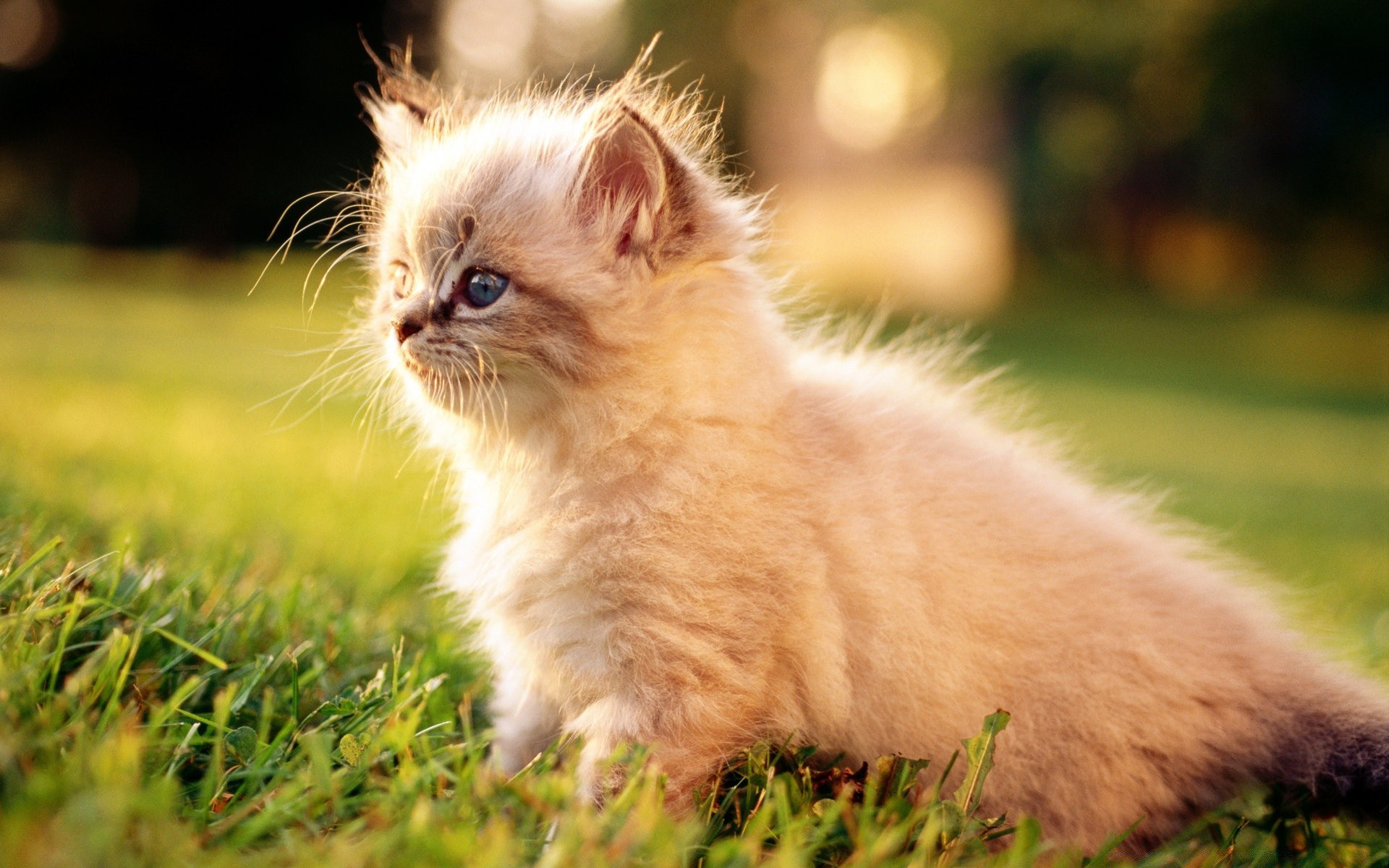 tier in der liebe niedlich katze säugetier tier haustier fell gras porträt wenig inländische auge jung kätzchen lustig kind flaumig natur haar liebenswert vorschau