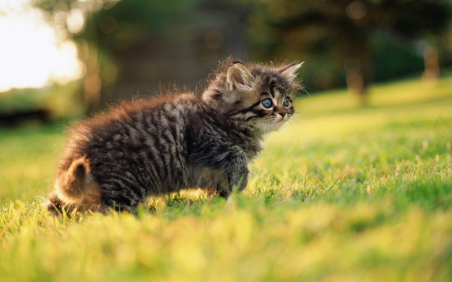 love animals cat mammal grass animal cute nature portrait pet kitten fur eye little outdoors young wildlife baby