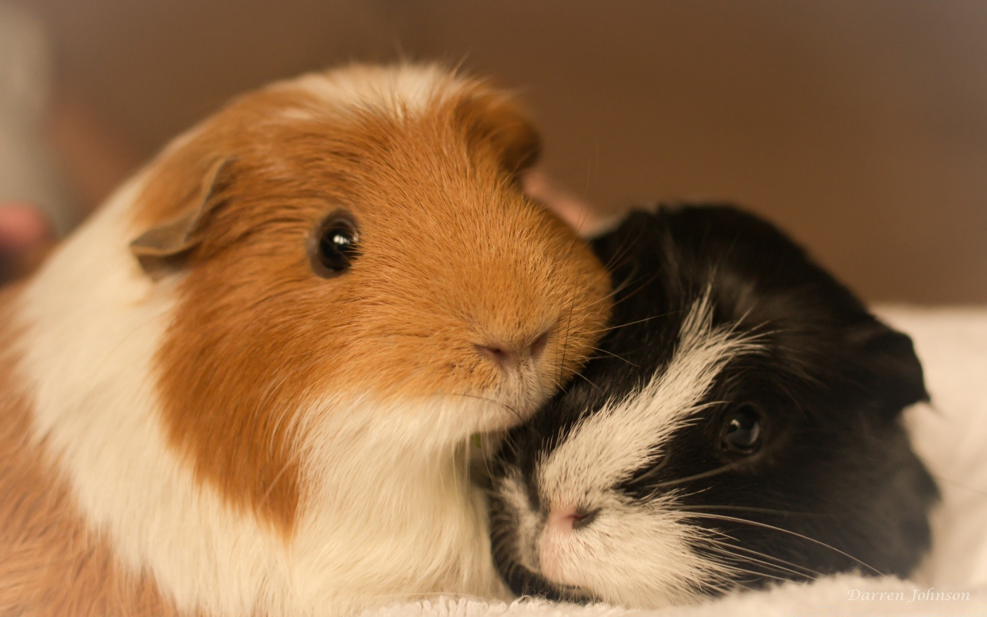 animais apaixonados mamífero animal de estimação animal retrato fofa pele pequeno olho roedor bebê cão para baixo sentar bigode