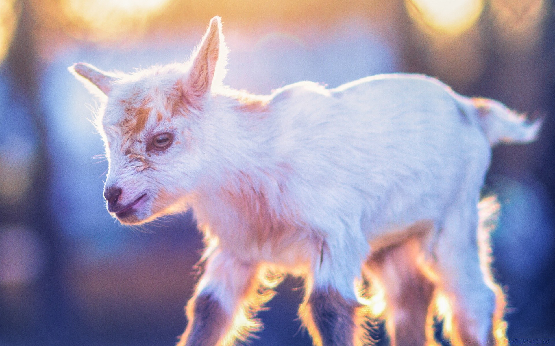 animais apaixonados mamífero animal fofa natureza ao ar livre vida selvagem pequeno pele animal de estimação retrato selvagem