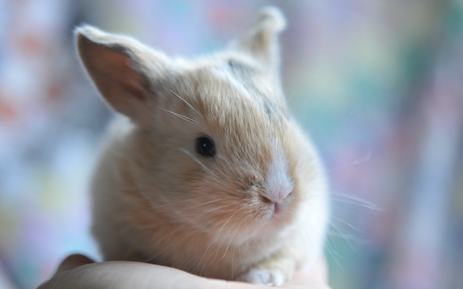 animais apaixonados fofa pequeno retrato criança mamífero animal solteiro animal de estimação olho pele jovem visualizando natureza para baixo engraçado