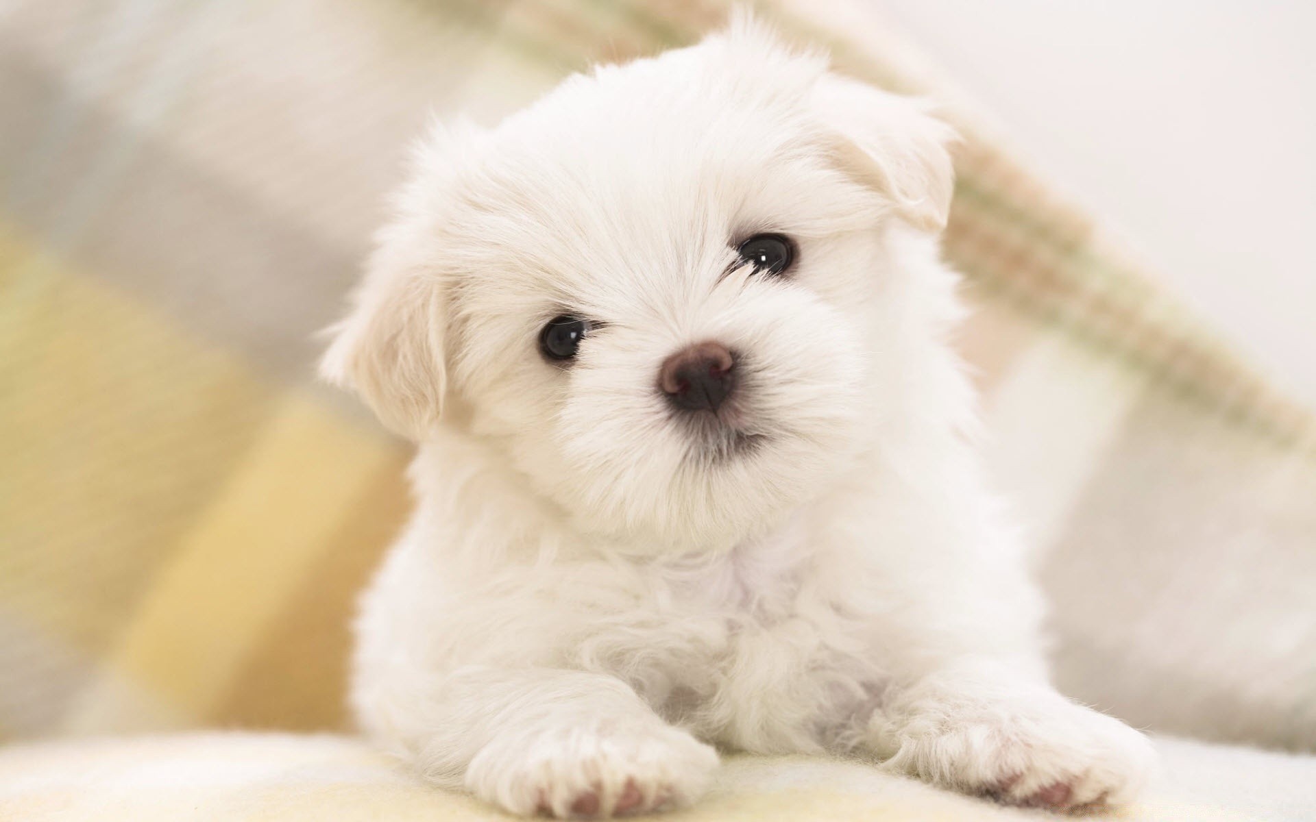 amoureux des animaux pet mignon animal petit mammifère vers le bas chien domestique fourrure s asseoir chiot portrait adorable