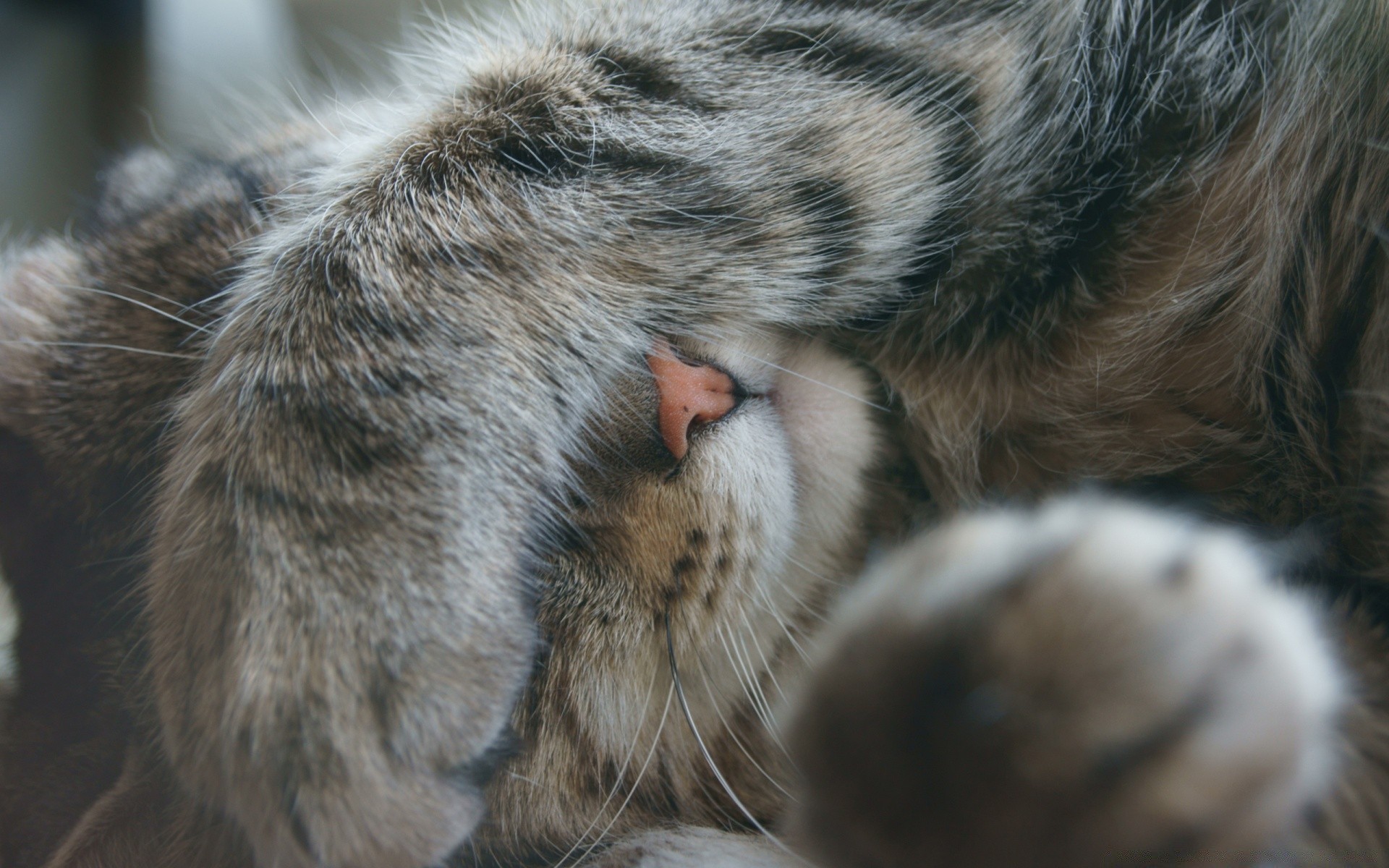 verliebte tiere säugetier fell katze tier porträt haustier haare niedlich auge schlafen tierwelt natur hund zoo