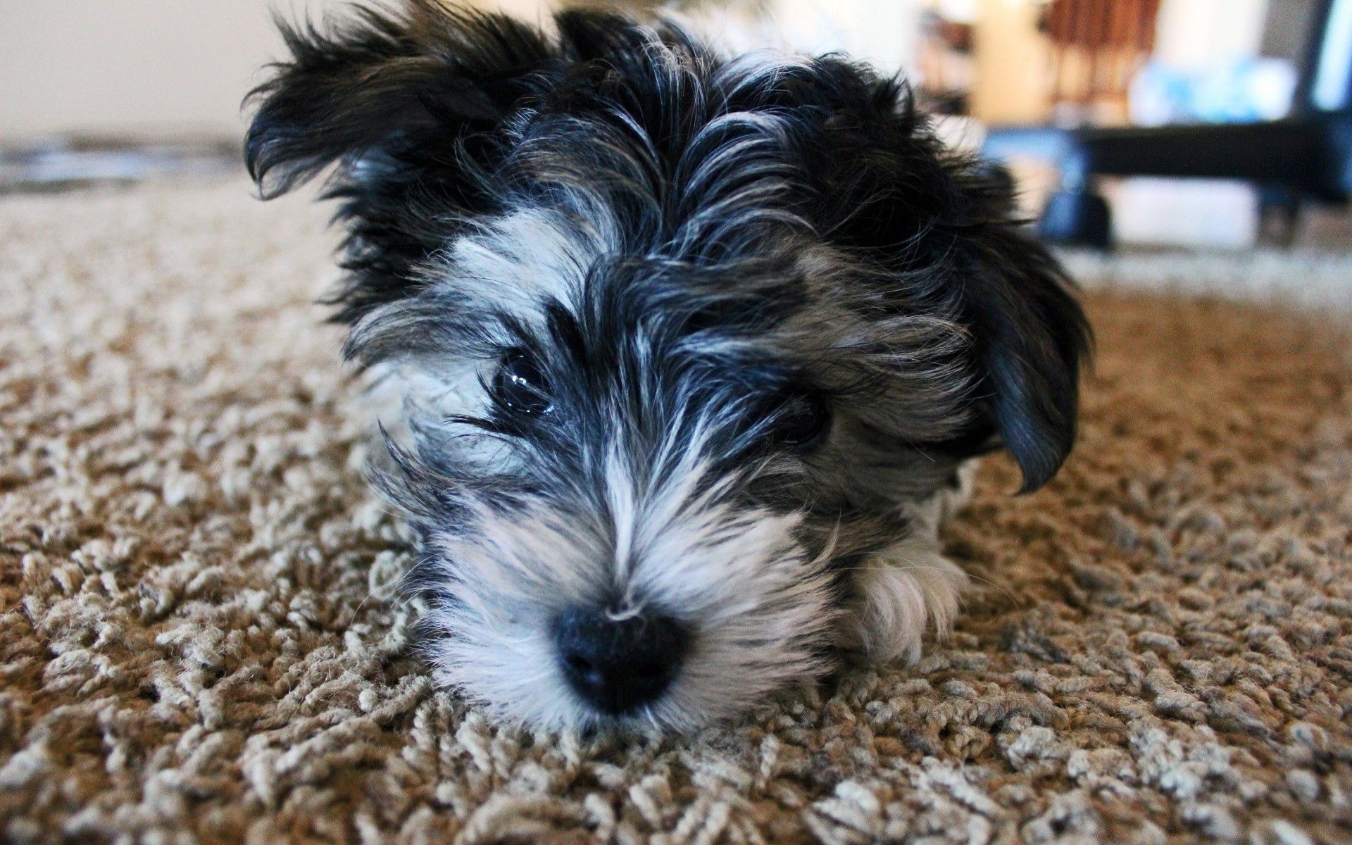 amoureux des animaux chien animal de compagnie animal mammifère mignon portrait peu chiot nature cynologue adorable terrier s asseoir regarder à l extérieur fourrure cheveux domestique jeune