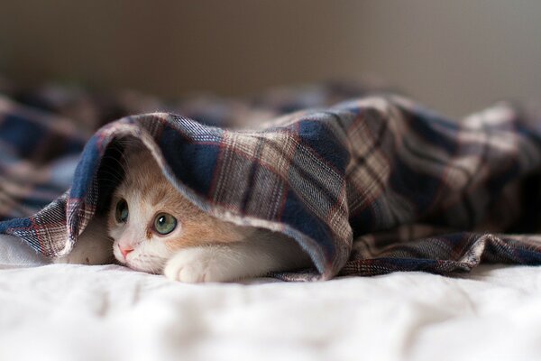 Le chaton du matin s est caché sous la couverture