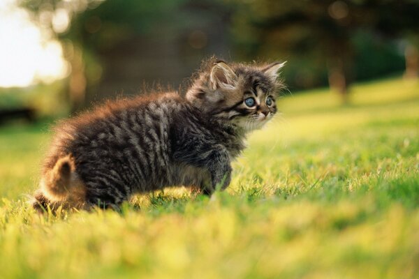 Cute kitten walks on the grass