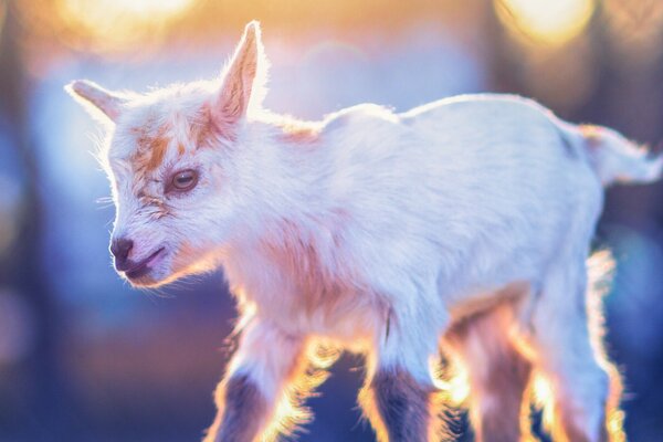 Cute animals walking in nature