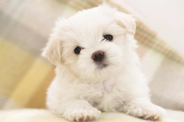 Lovesick cute little white puppy