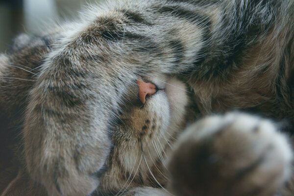 Le chat couvre le museau avec une patte