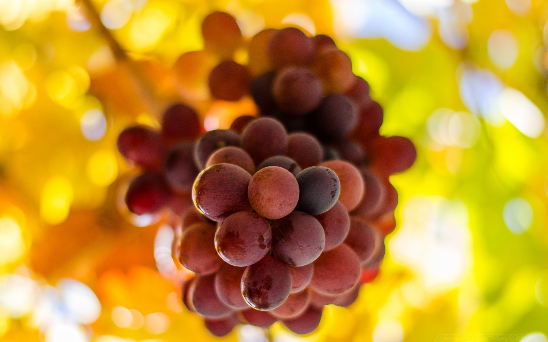 fruit color desktop nature fall bright bunch close-up leaf food cluster