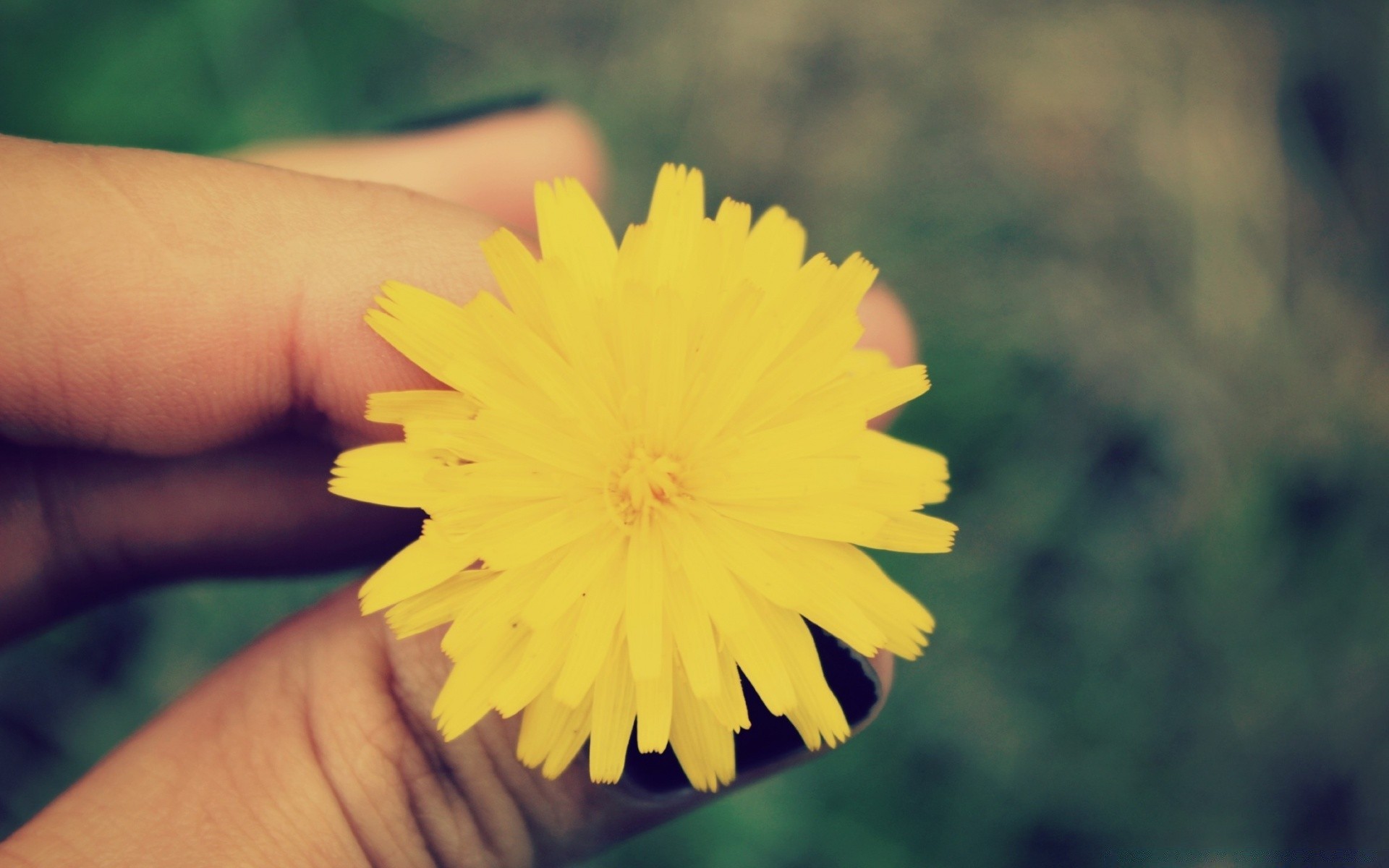 romance naturaleza flor al aire libre verano