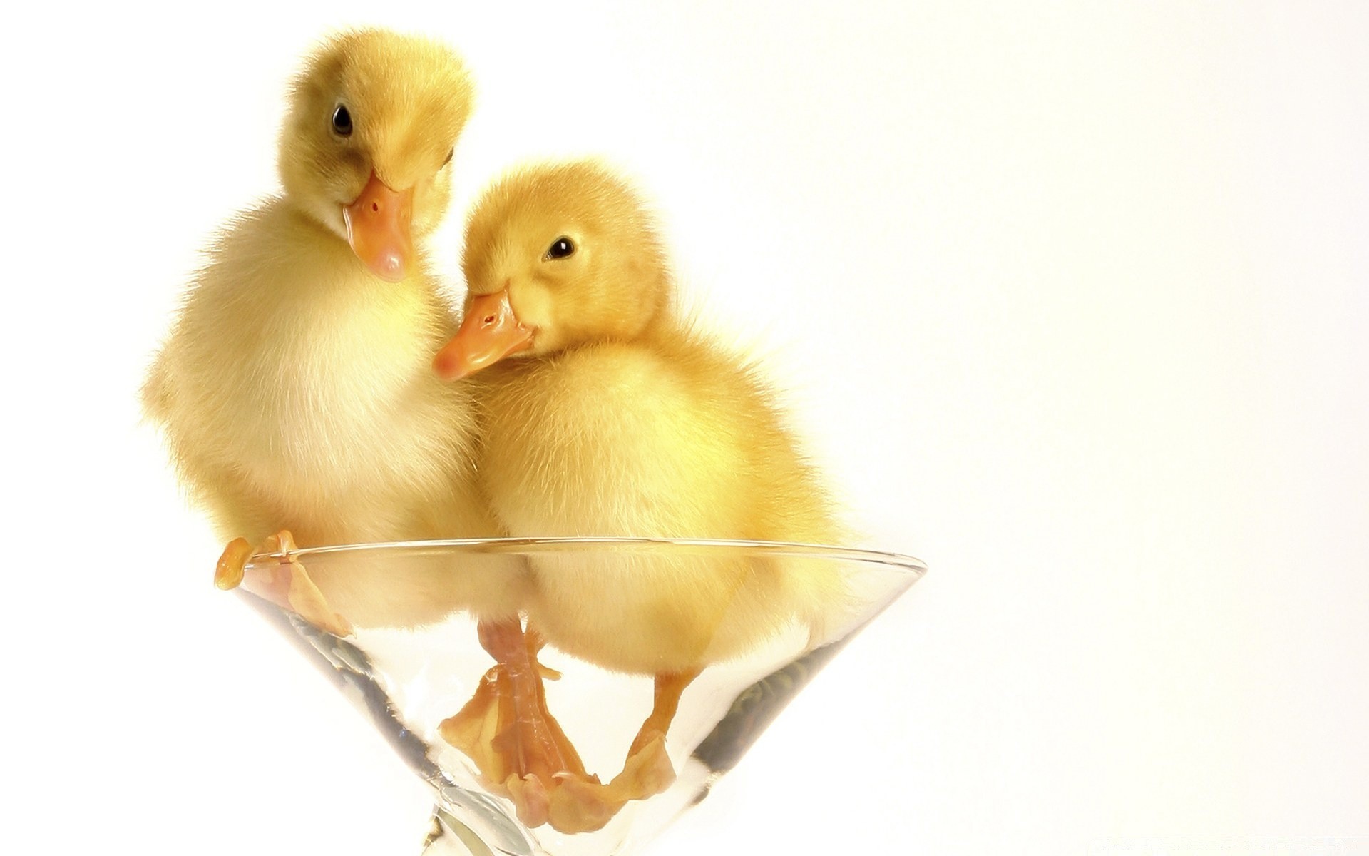 love animals poultry dame easter little duck cute downy baby isolated newborn funny chicken bird duckling tiny young