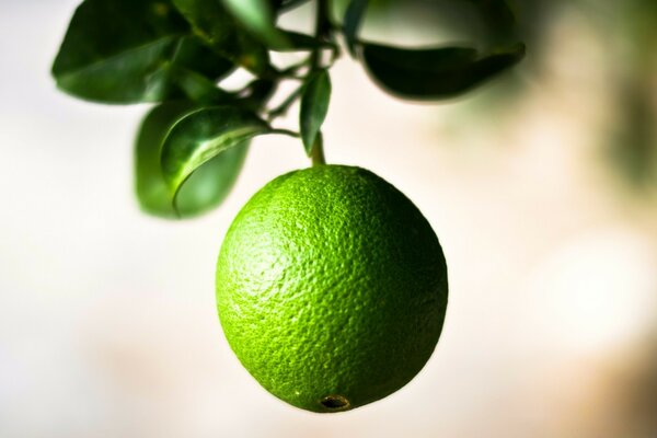 Pale green Lime on a branch