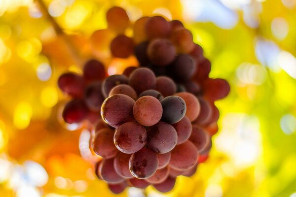 Um cacho de uvas iluminado pelo sol