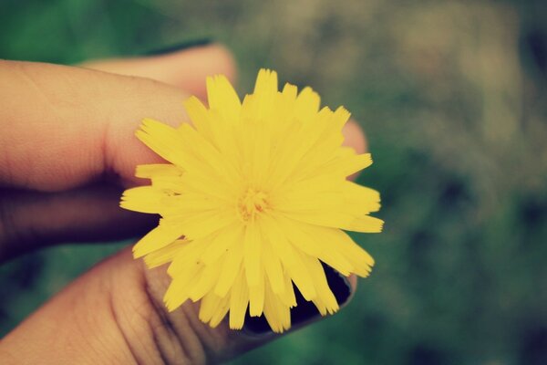 A yellow flower in caring hands