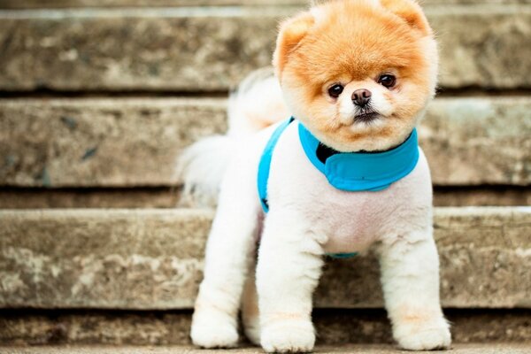 Petit chien dans un collier bleu