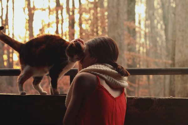 Katze schnurrt mit einem Mädchen