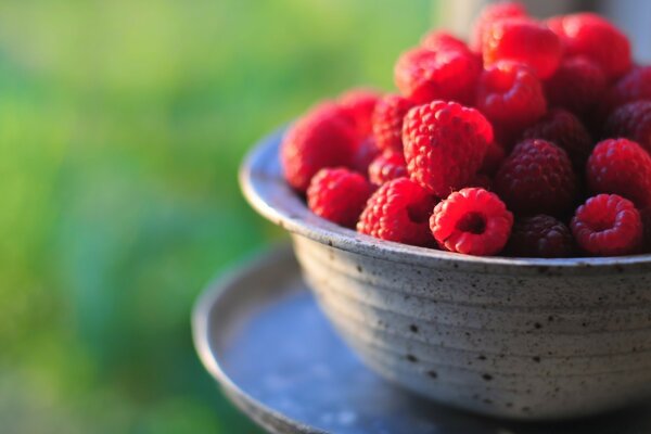 Reife geerntete Himbeeren in einer Tasse