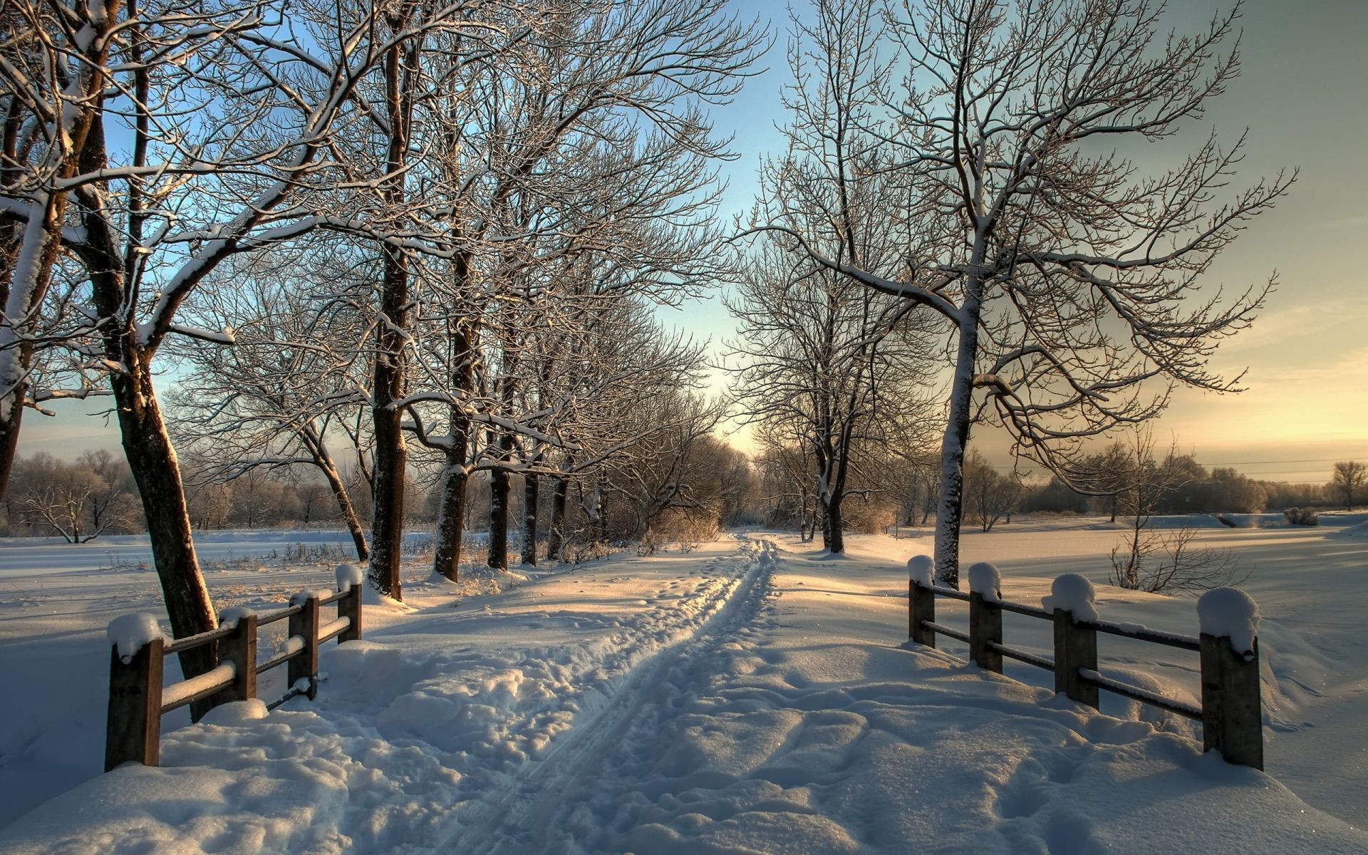 winter snow cold frost tree frozen ice landscape wood weather dawn fog bench park mist snowstorm season nature branch