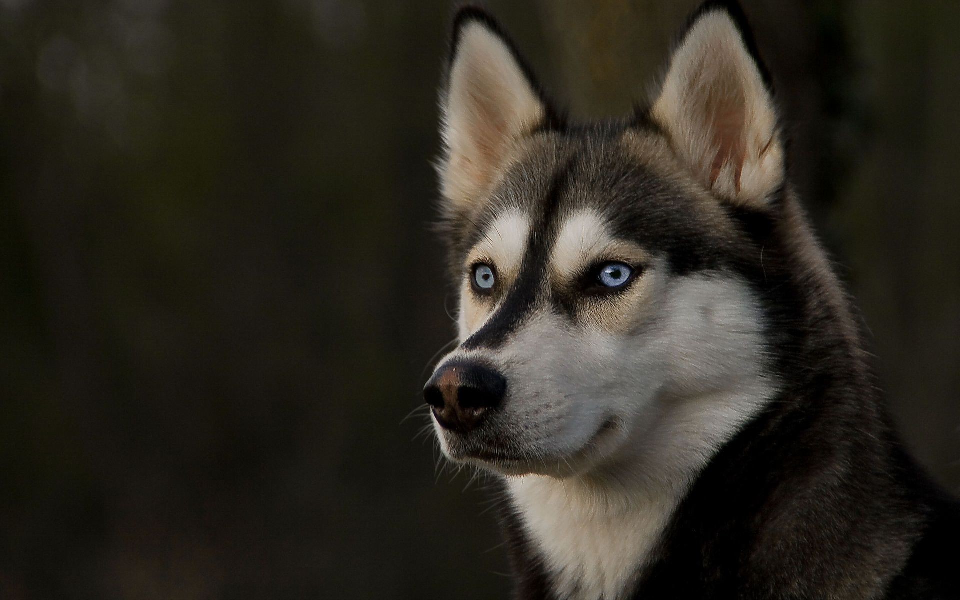 köpekler memeli köpek portre sevimli köpek eğitmeni kurt göz bir tarama kürk