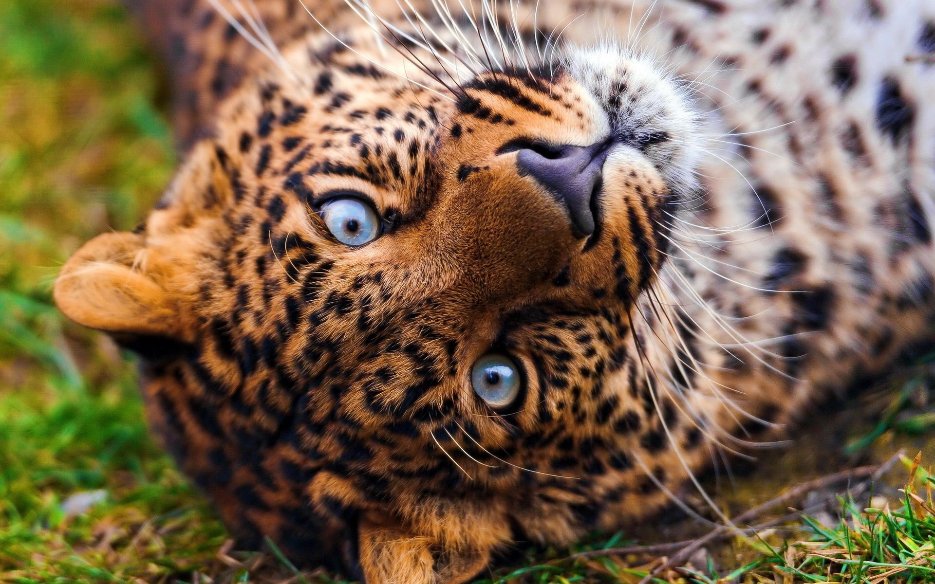 леопарды дикой природы млекопитающее кошка животное хищник природа леопард дикий мясоед охотник мех зоопарк сафари охота