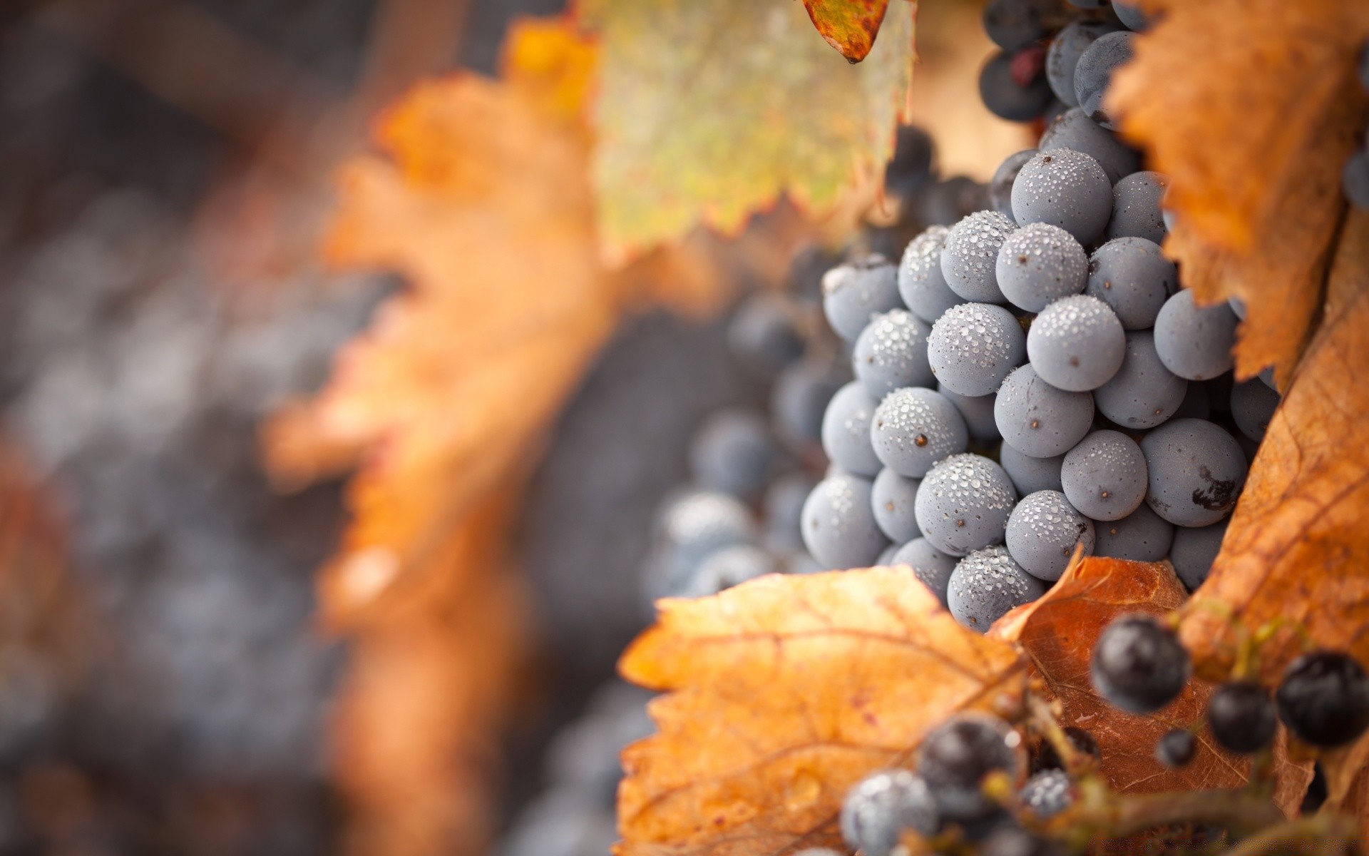 owoce jesień natura liść jedzenie na zewnątrz wino drewno zbliżenie