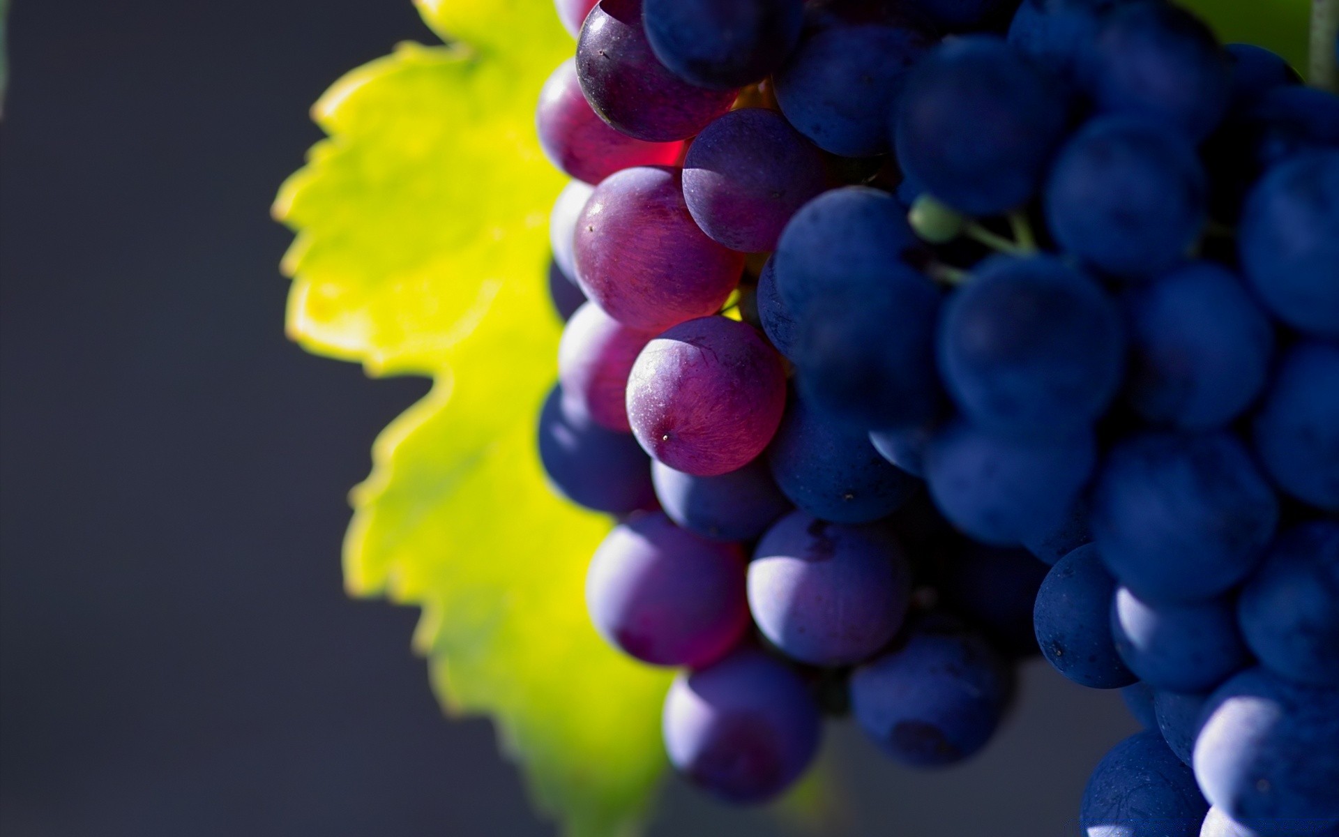 fruit grape vine nature vineyard juicy leaf summer cluster winery food grapevine wine bunch viticulture color