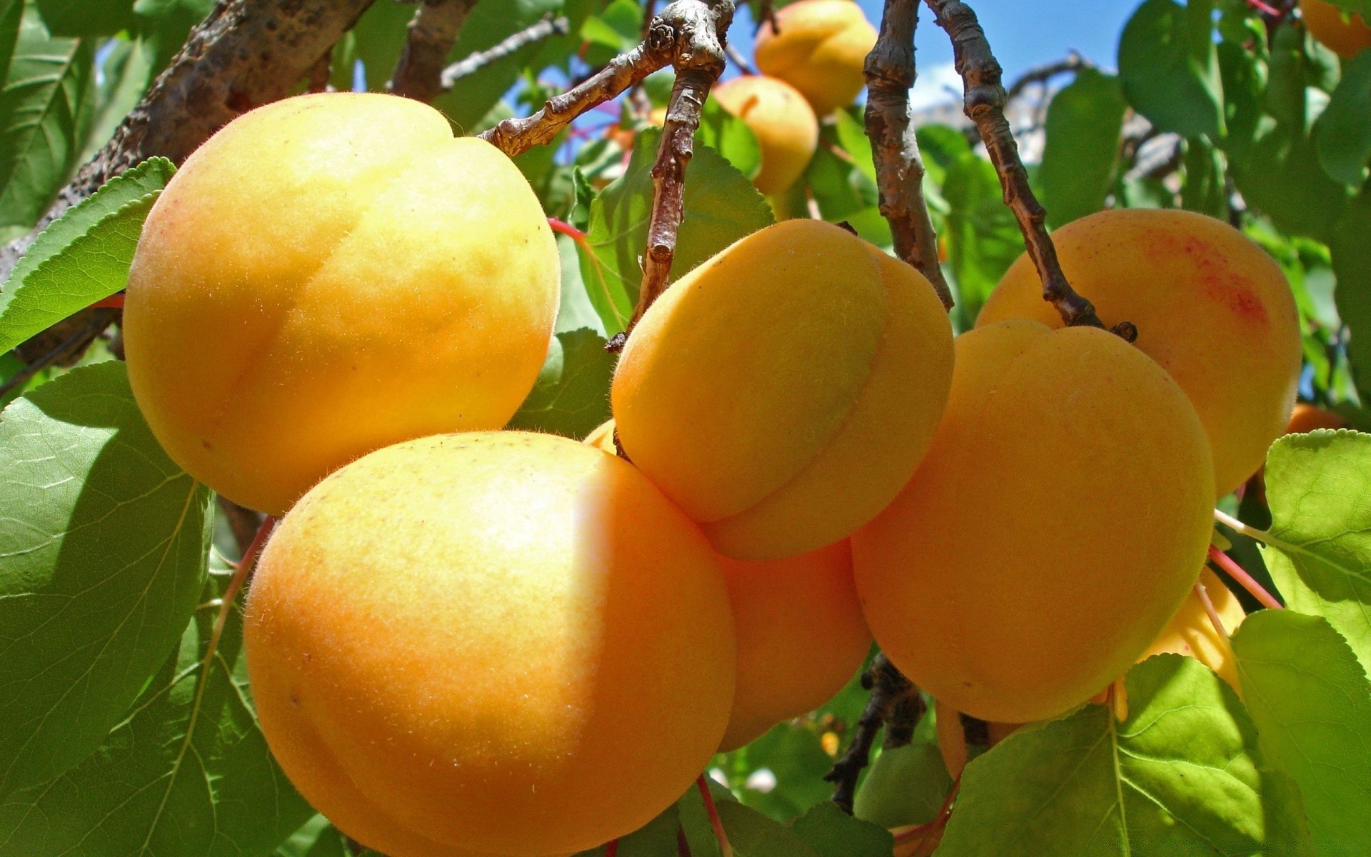 obst saftig blatt essen weide wachsen natur landwirtschaft herbst süßwaren lecker garten baum saft gesundheit pfirsich essen vitamin gesund