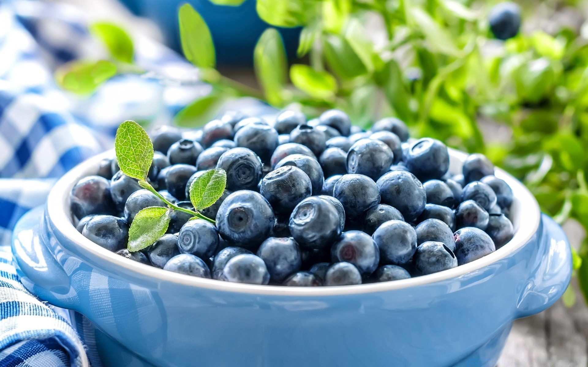 fruits repas en bonne santé baie gros plan feuille nature myrtille été fraîcheur pâturage régime alimentaire grandir juteuse alimentaire bureau doux