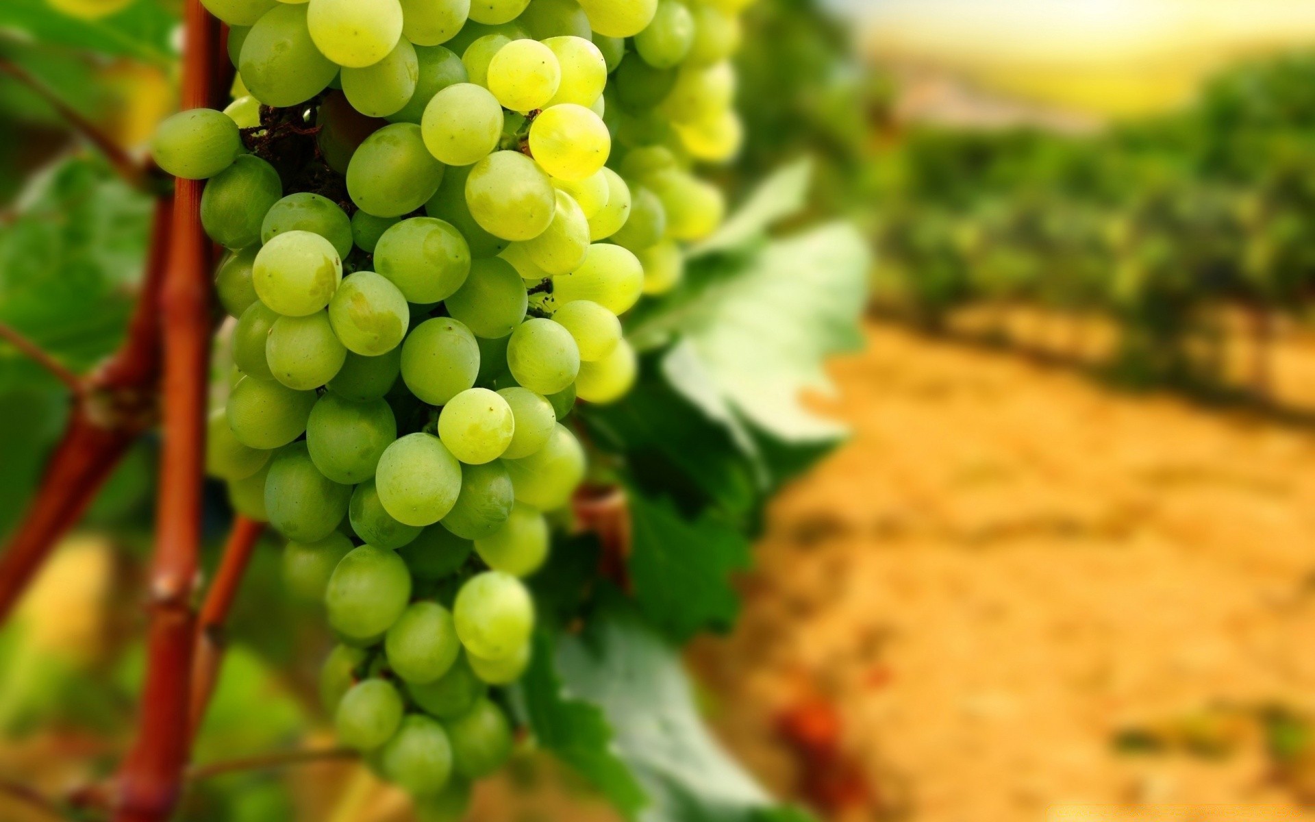 essen & trinken trauben wein blatt natur rebe obst weingut weinberg grapevine essen weide flora weinbau haufen gesund cluster sommer wachstum desktop