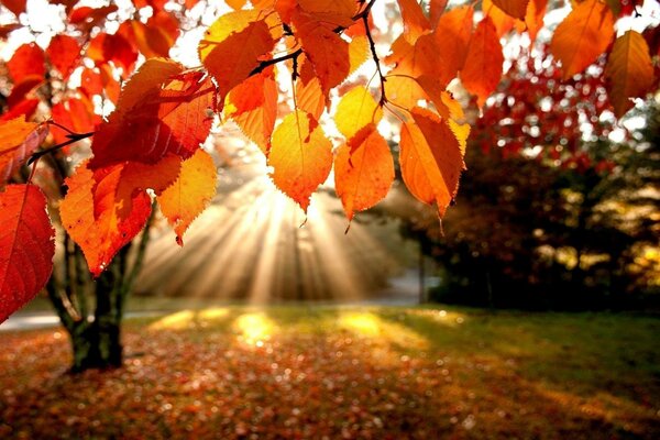 Hojas de naranja en el otoño en el árbol