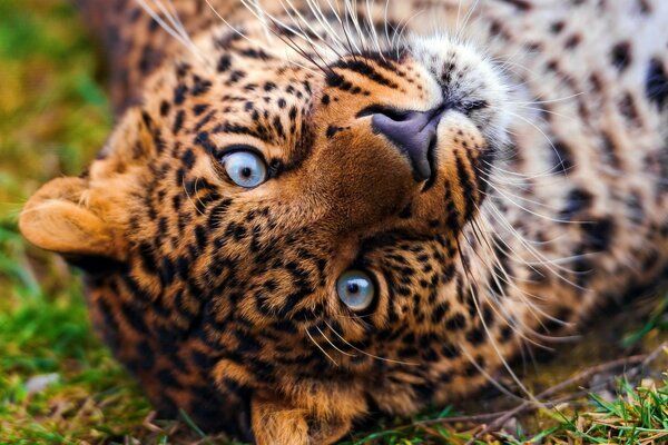 Naturaleza. Leopardo con ojos azules