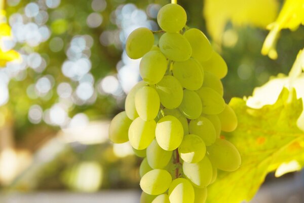 Green grapes macro photography