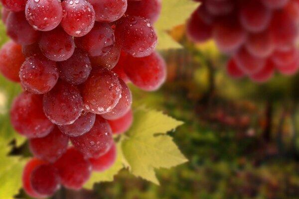 Fruit grape berry leaf