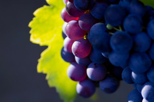 Desktop Screensaver Grapes